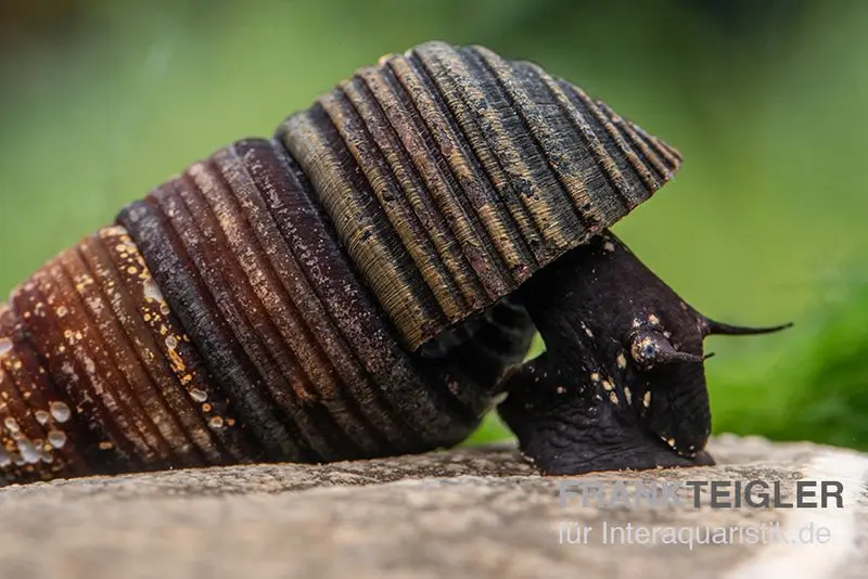 Dreifarbige Zwergperlhuhnschnecke, Tylomelania sp.