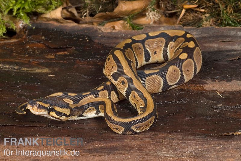 Königspython, Python regius