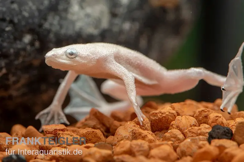 Zwergkrallenfrosch platin, Hymenochirus boettgeri platin