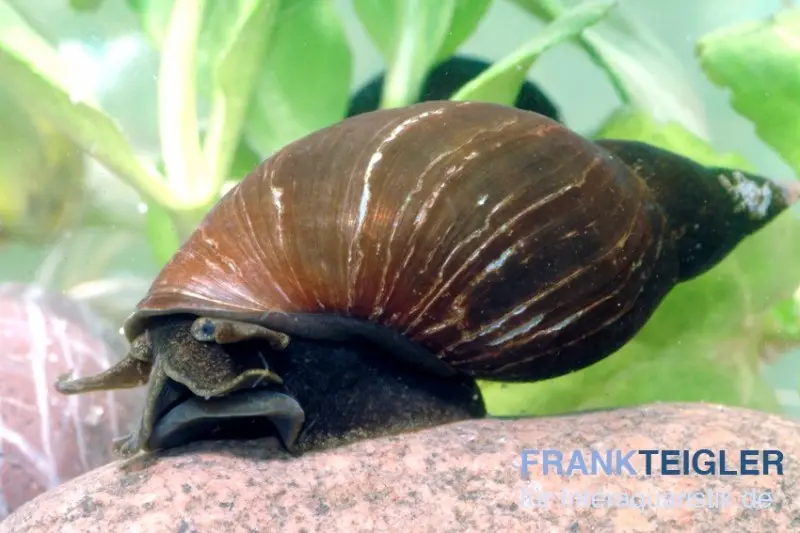 Spitzschlammschnecke, Lymnaea stagnalis (Kaltwasser)