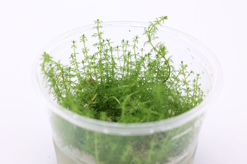 Grünes Tausendblatt, Myriophylum aquaticum "Guyana", In Vitro