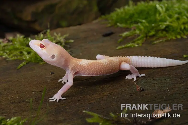 Leopardgecko, Eublepharis macularius, BELL ALBINO