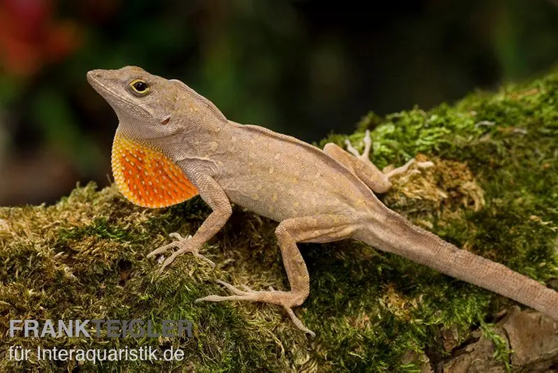 Bahama-Anolis, Anolis sagrei