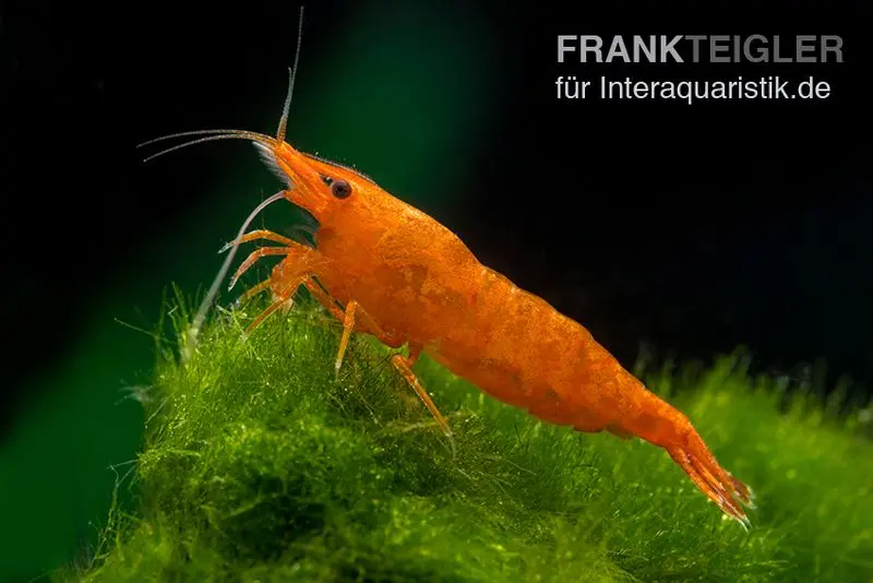 Bloody Orange Garnele, Neocaridina davidi