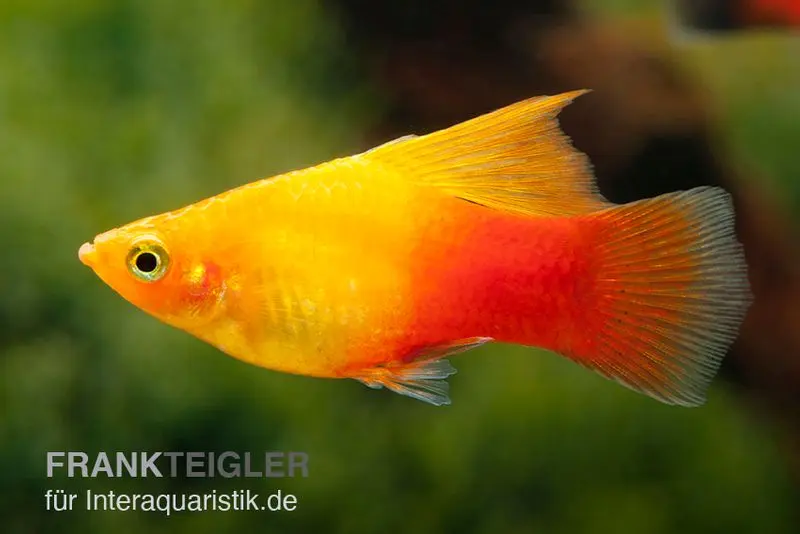 Platy Sunset High Fin, Xiphophorus maculatus