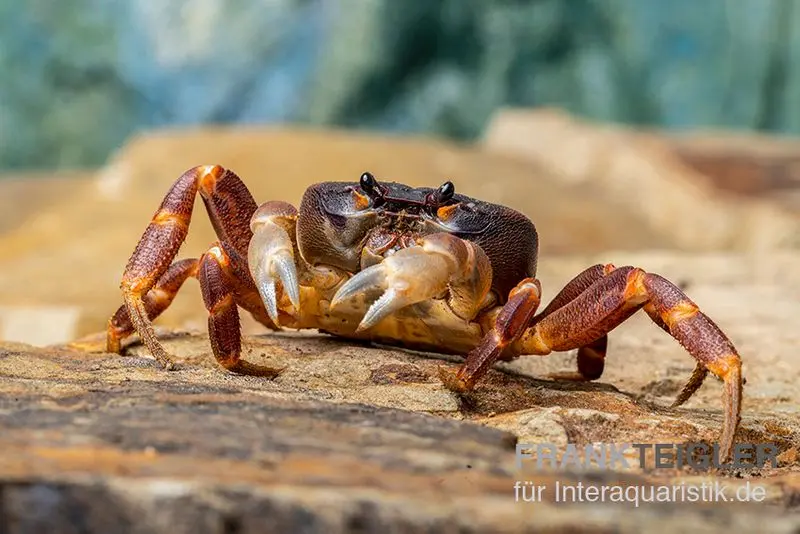 Lila Weihnachtsinselkrabbe, Gecarcoidea humei, XL