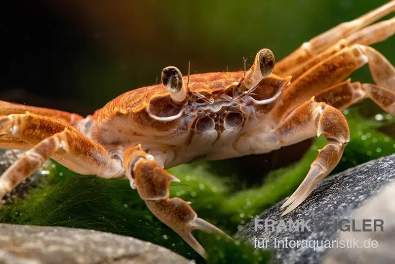 Malilikrabbe, Nautilothelphusa zimmeri