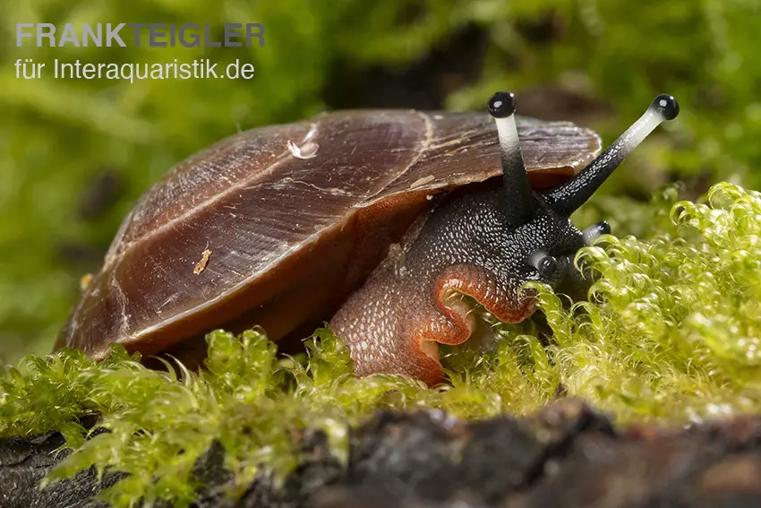 Karibische Landschnecke, Caracolus excellens