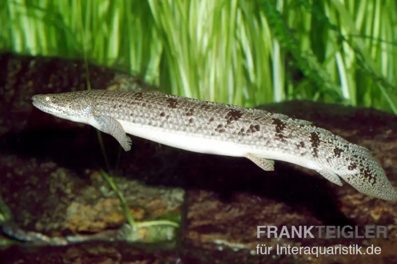 Zaire-Flösselhecht, Polypterus delhezi