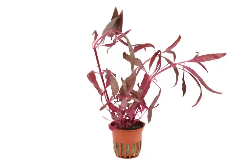 Pinkes Papageienblatt, Althernanthera reineckii "Pink", im Topf