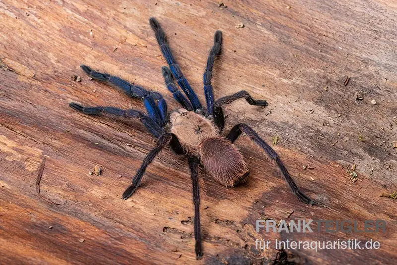 Tarantula, Ornithoctonus sp. "Thailand" XL