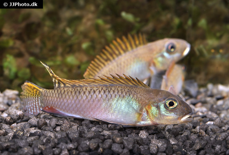 Glänzender Zwergbuntbarsch, Nanochromis splendens, 1 Paar