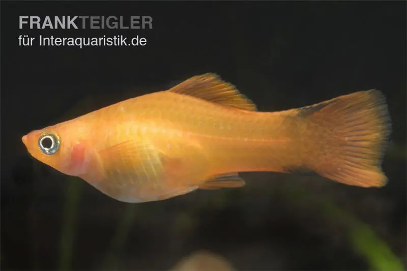 Oranger Schwertträger, Xiphophorus helleri marigold