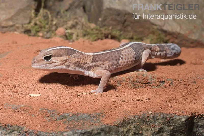 Afrikanischer Fettschwanzgecko, Hemitheconyx caudicinctus