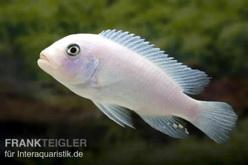 Weißer Zebrabuntbarsch, Metriaclima zebra "Snow White"