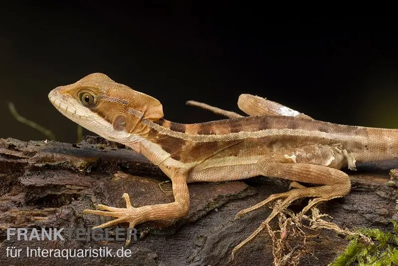 Streifenbasilisk, Basiliscus vittatus