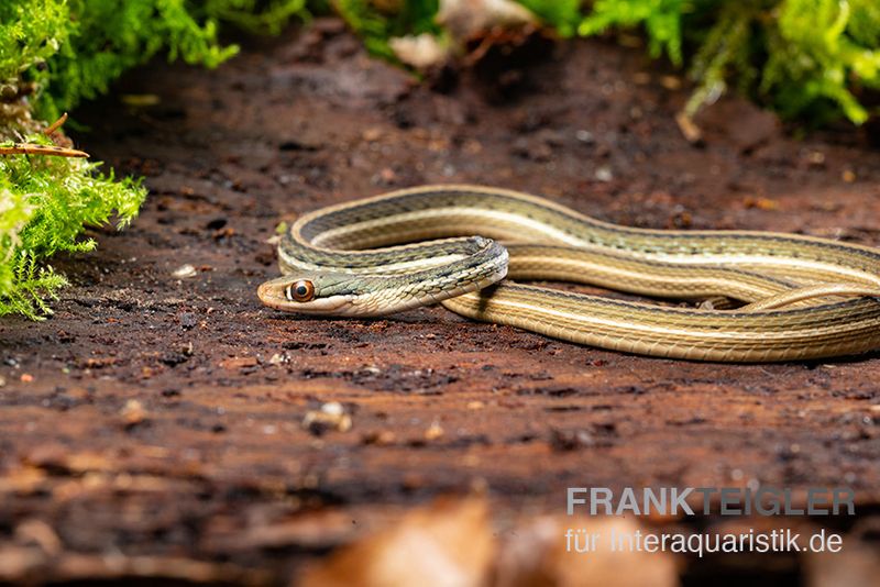 Östliche Bändernatter, Thamnophis Sauritus Kaufen